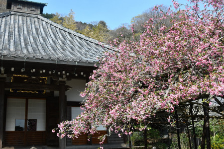 Kousokuji Tempel image