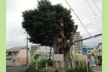 Gran árbol de Zelkova en Ebina