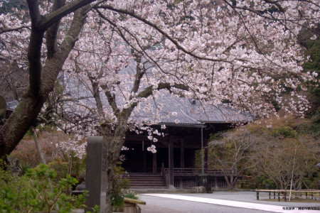 Myohon-ji temple