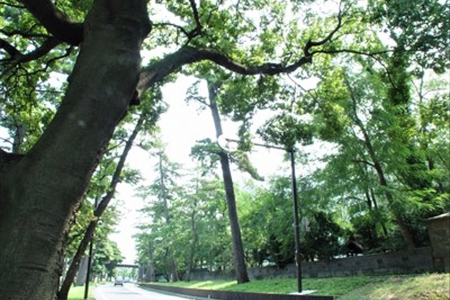 Antiguos árboles de pino de Tokaido (Oiso)