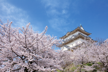 小田原城址公園