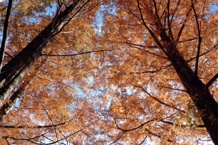 Rừng Metasequoia image
