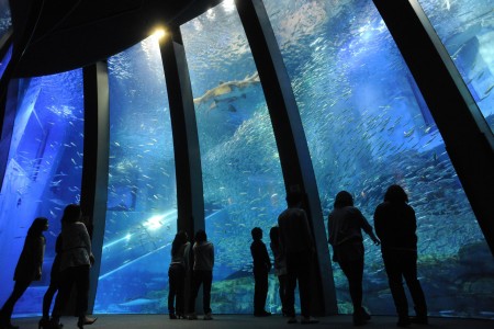 Land and Sea: Splendid Fun at the Park and Aquarium in Yokohama