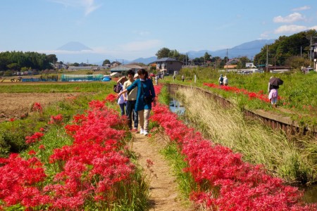 Lễ hội hoa bỉ ngạn đỏ Koidegawa