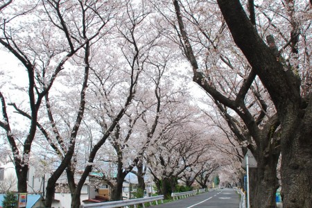 三川合流点と厚木市戸田地区の桜並木 と富士山
