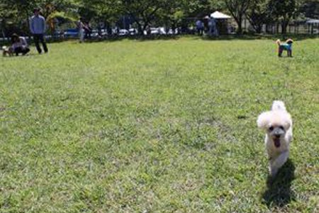 야도리키 나나쓰보시 강아지 공원 &amp; 카페 