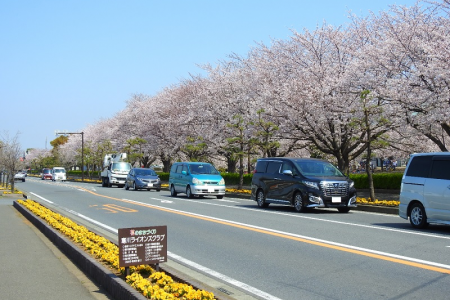 Le parc central de Samukawa (endroits porte-bonheur : la porte du sanctuaire Ōtorii et le mont Fuji). image