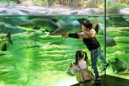 พิพิธภัณฑ์สัตว์น้ำคาวาซุย คาวาซากิ
