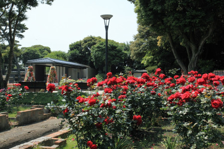 Le jardin Samuel Cocking à Enoshima