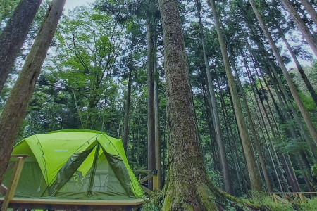 Bosque de troncos del Parque Forestal de Ashigara