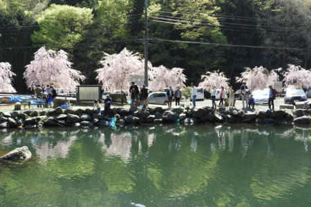 Câu cá hồi tại dòng nước trong ở Yadoriki  image