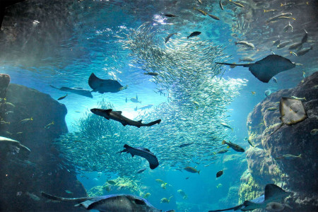 Enoshima Aquarium image