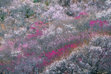 Yugawara Plum Grove "Banquet of Ume (Plums)"