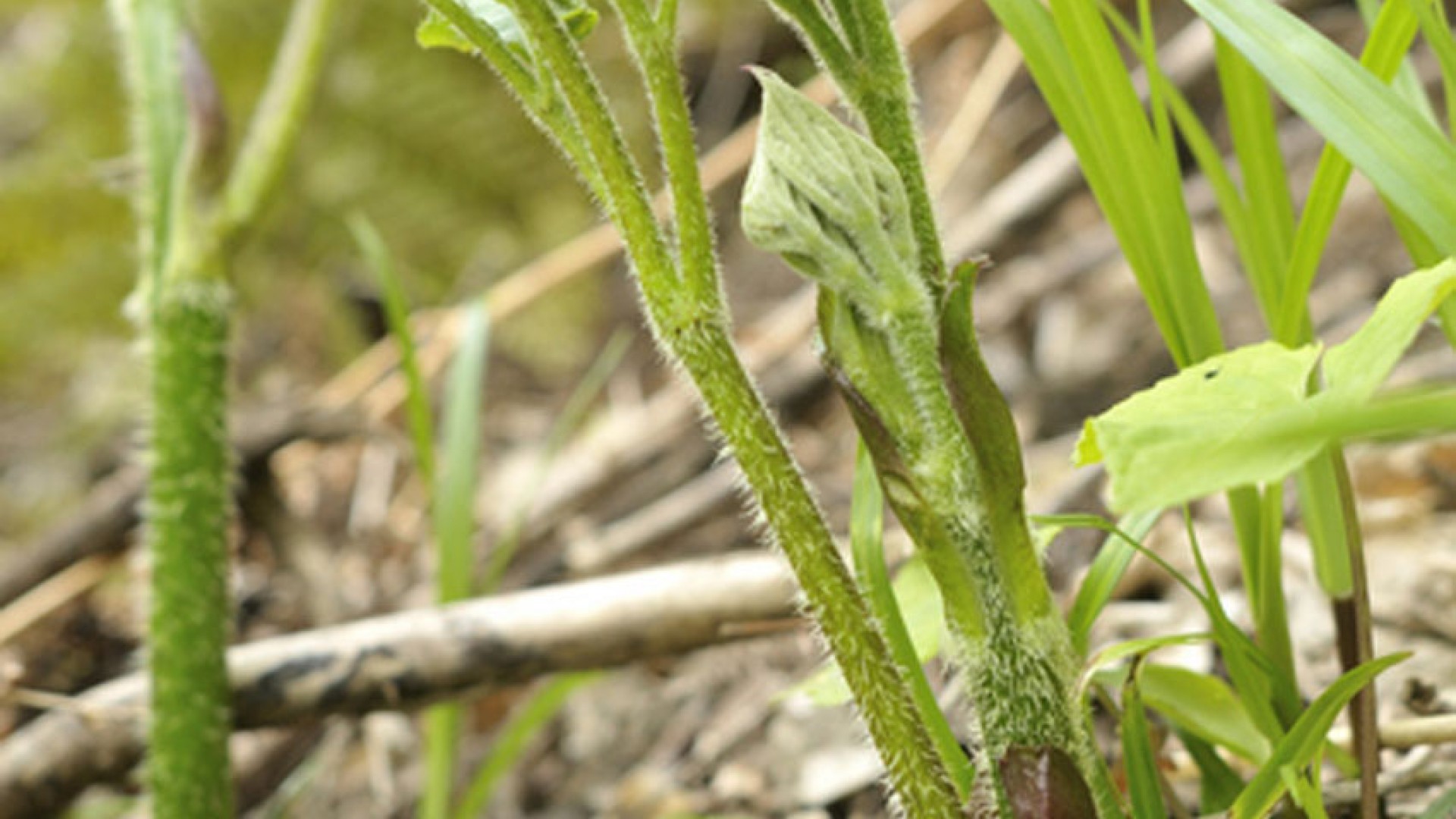 La plante sauvage Udo ( aralia cordata ou asperge des montagnes)