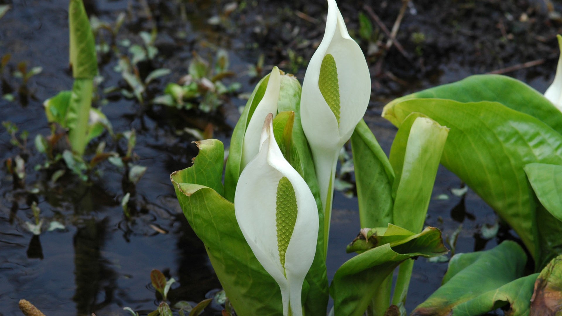 Hakone Botanischer Garten der Feuchtgebietspflanzen