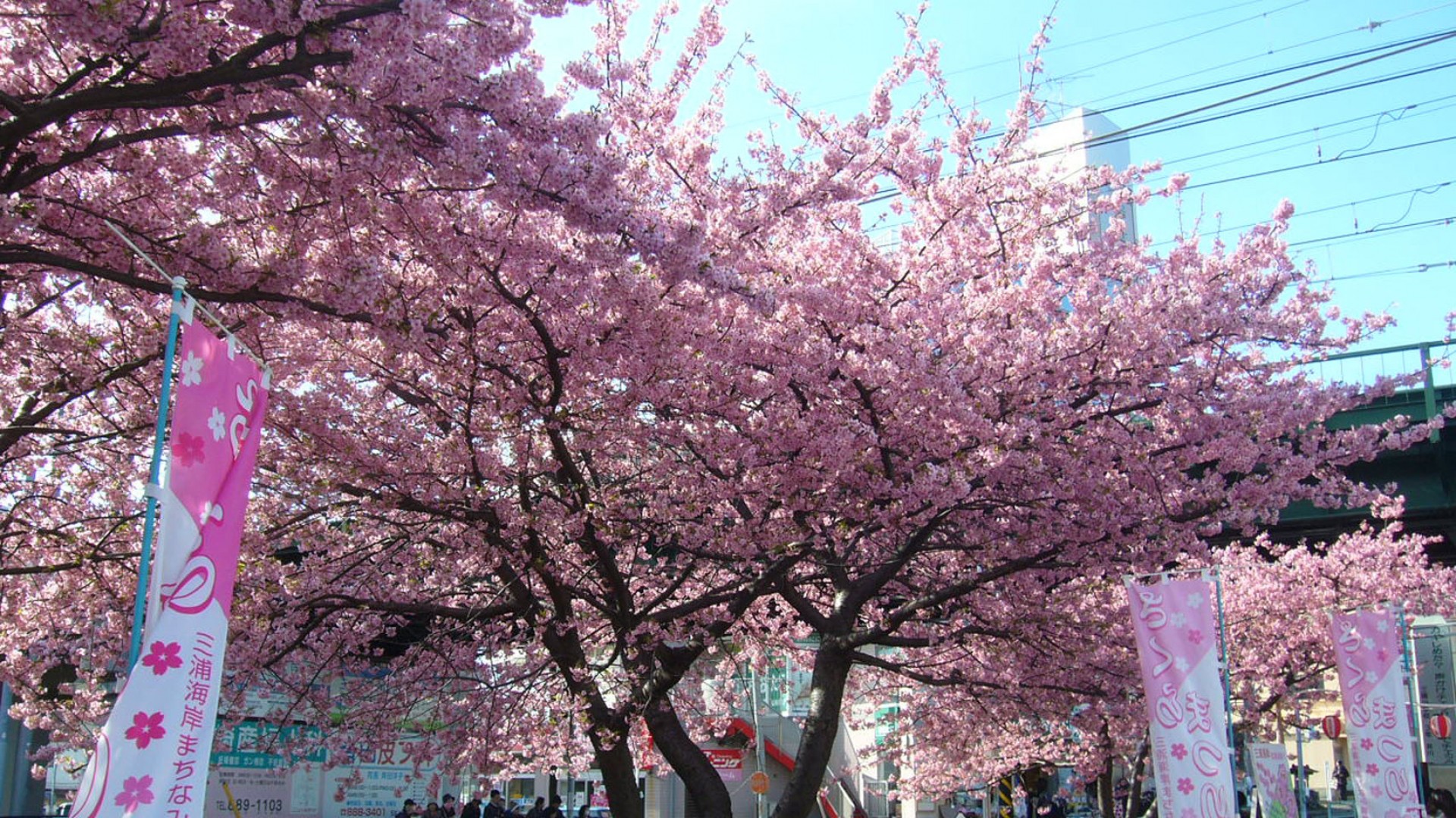 Le festival des cerisiers en fleurs de Miura Kaigan