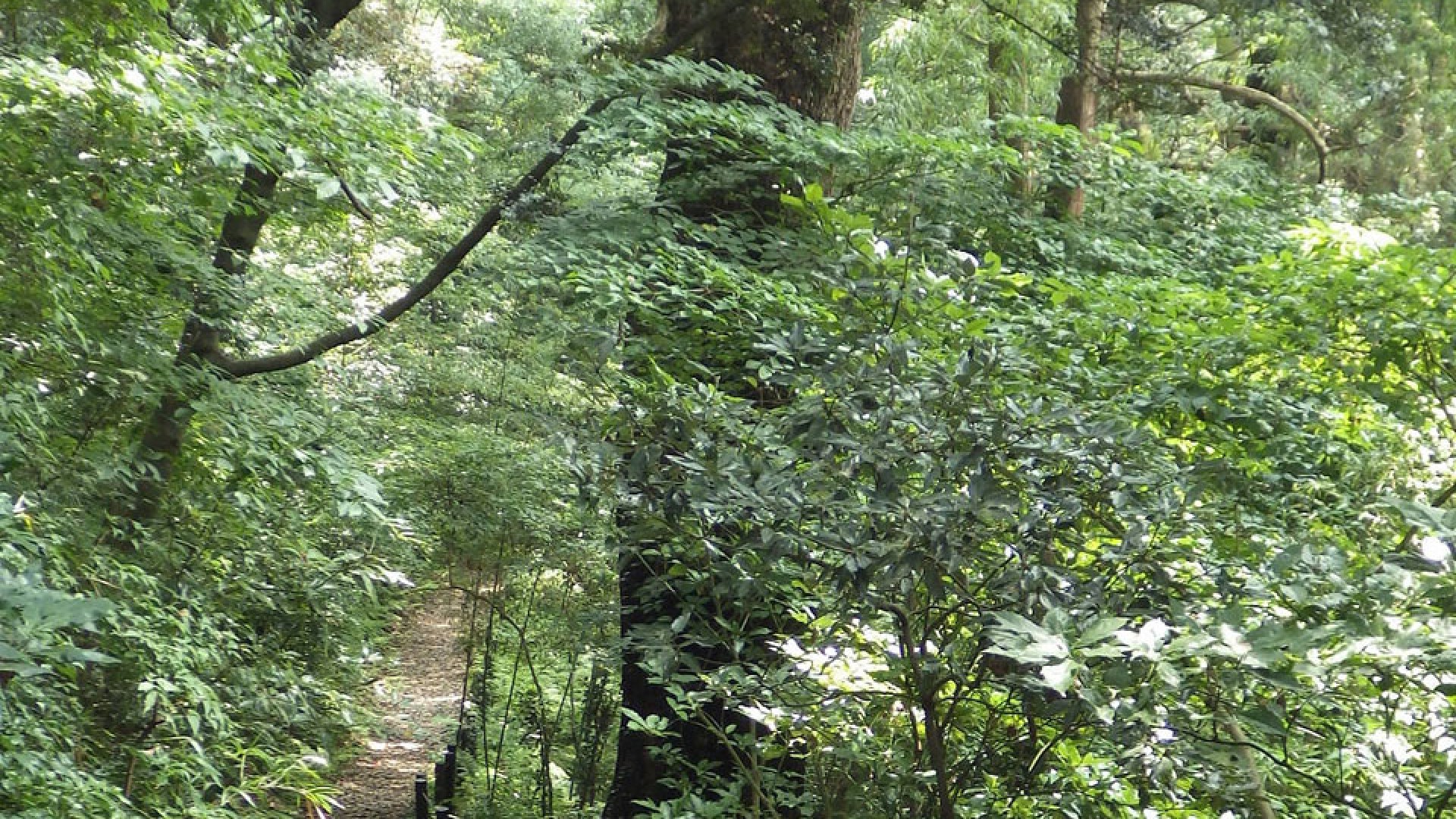 마나즈루 자연보도(오린 산책로・삼림욕 산책로・반바우라 산책로）
