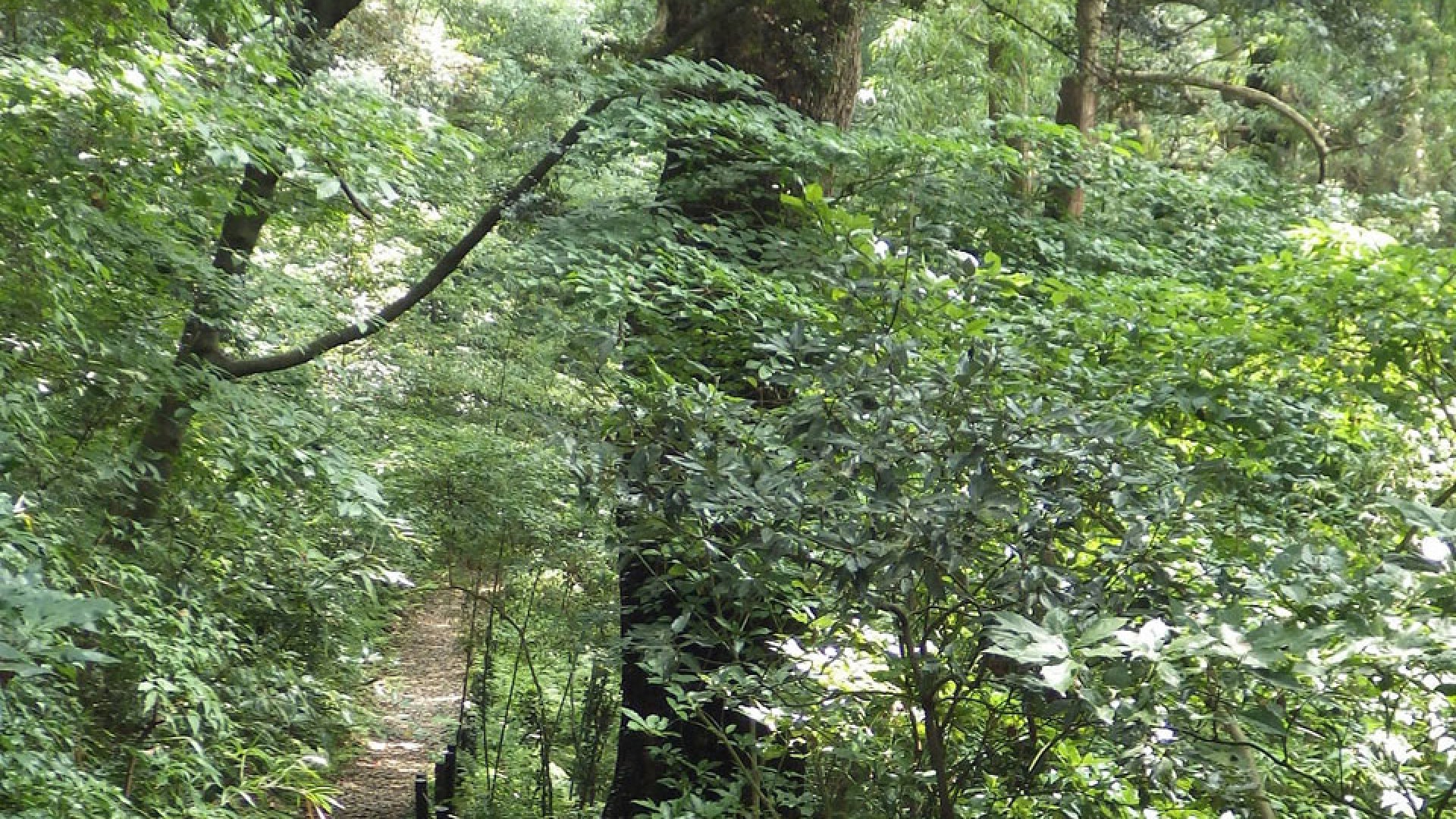 Sendero natral de Manazuru