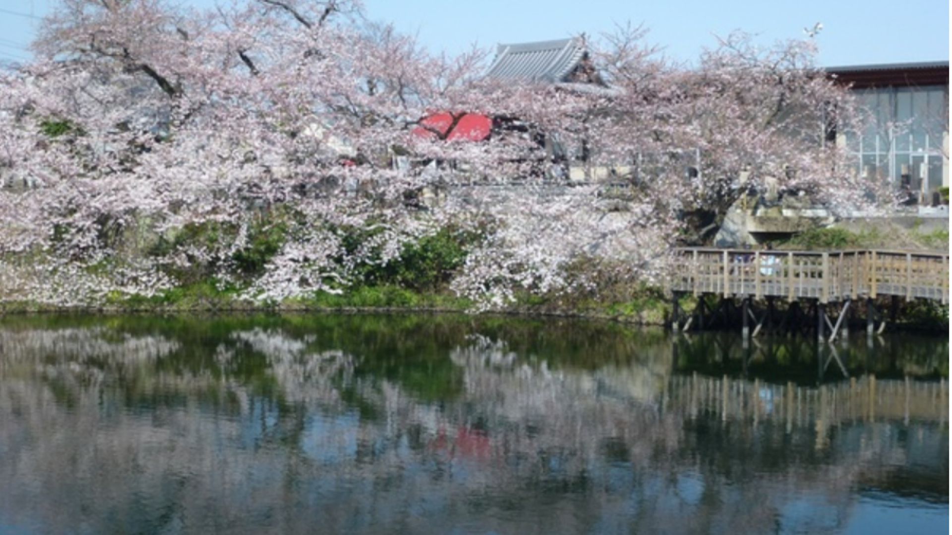 Le parc de Imaizumi Meisui Sakura (cerisiers en fleurs)