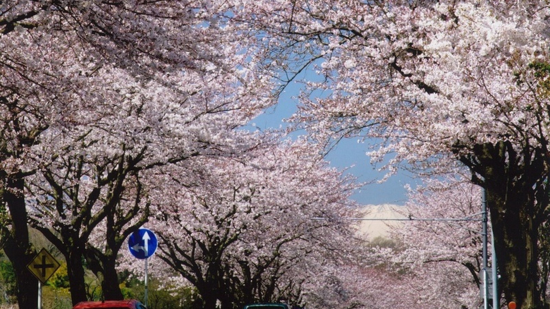 Paseo Hadano Sakura-michi