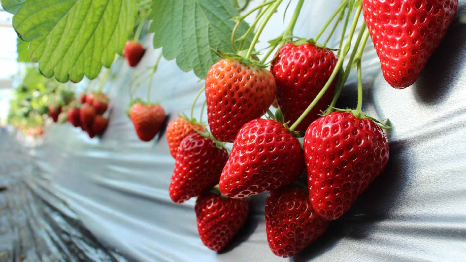 Tsukuihamakankono Orchards