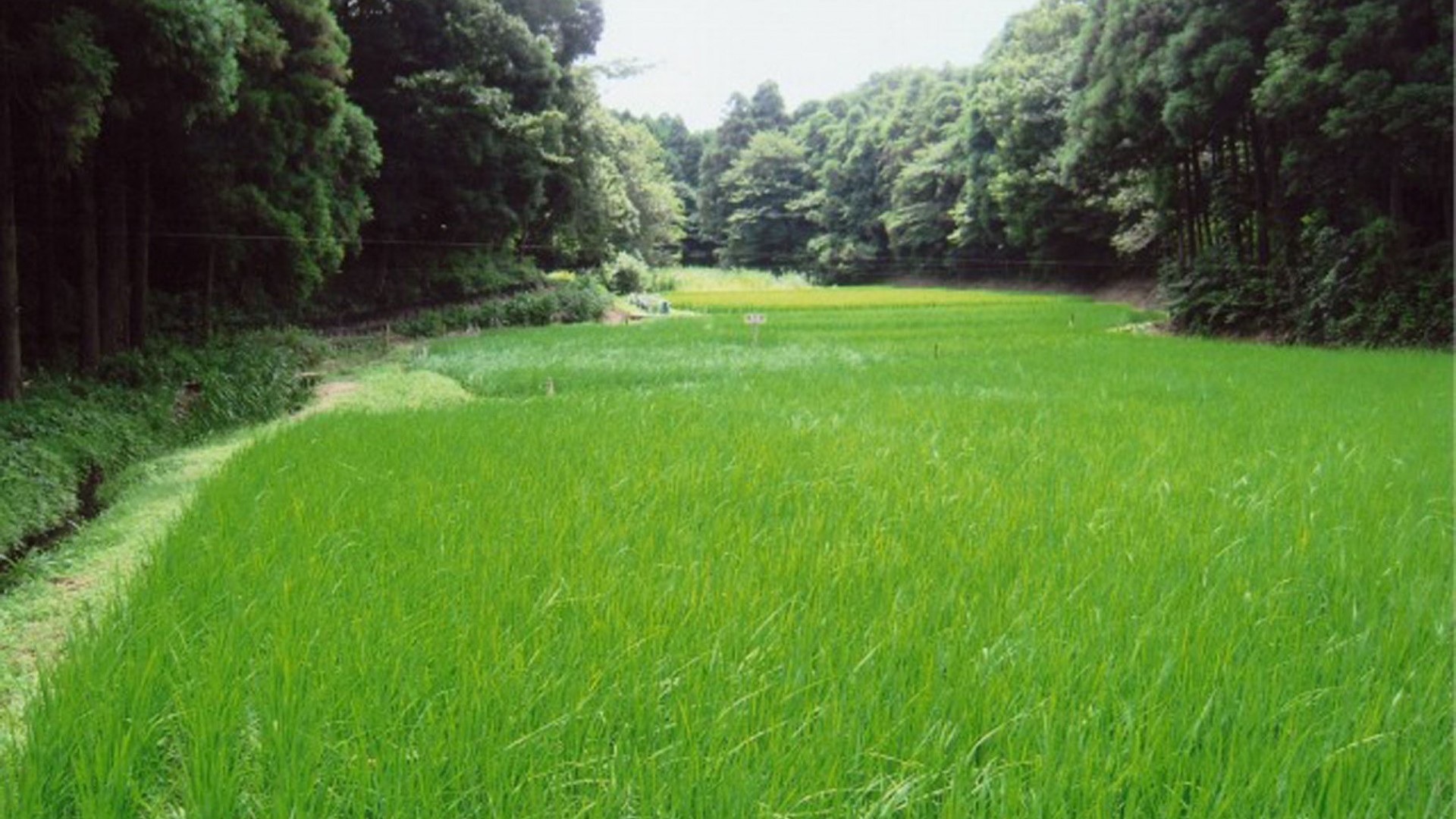 Fujisawa Sandai Yato
