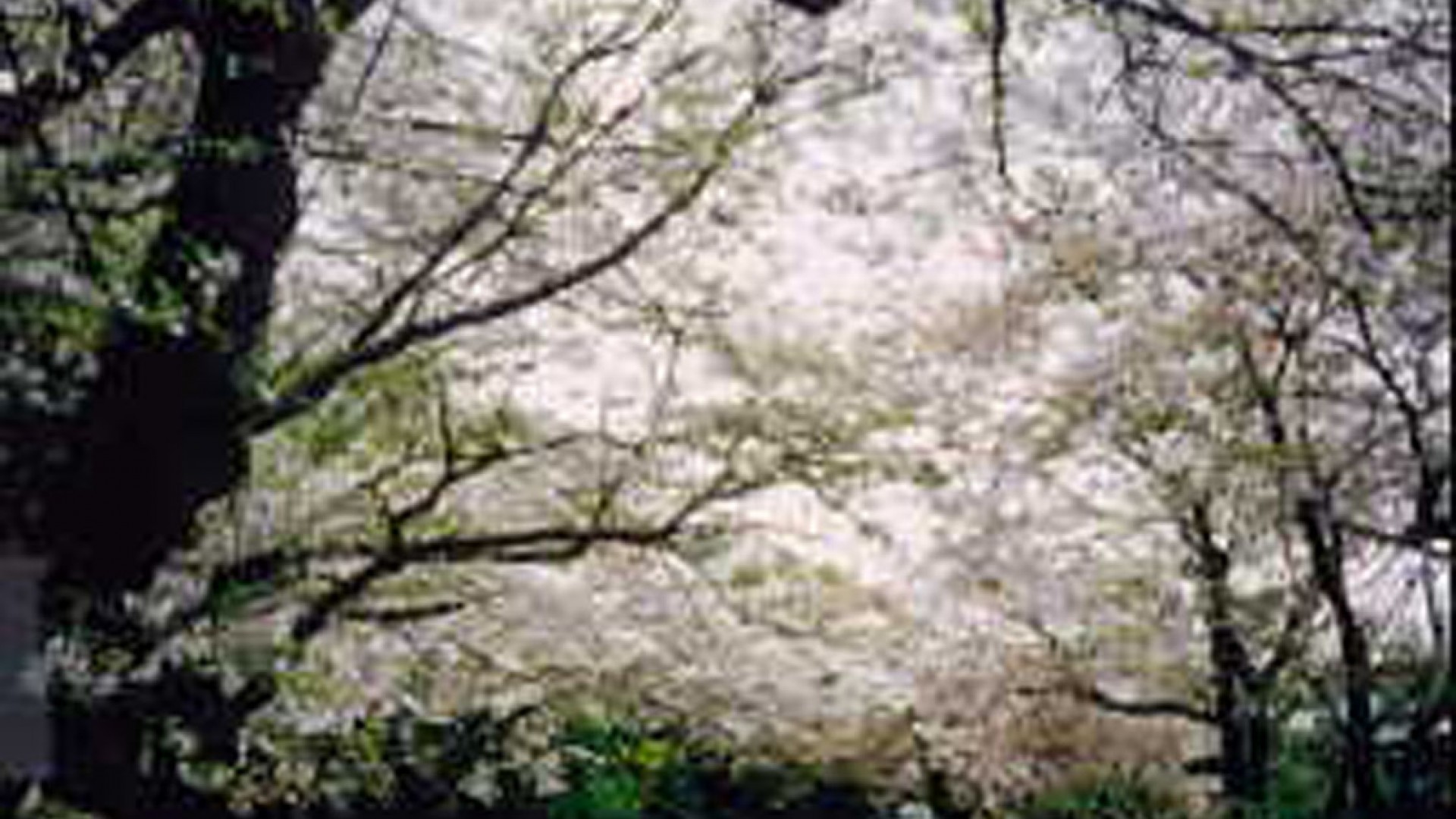 Kirschblütenbäume vom Berg Kamakura (Kirschblüten)