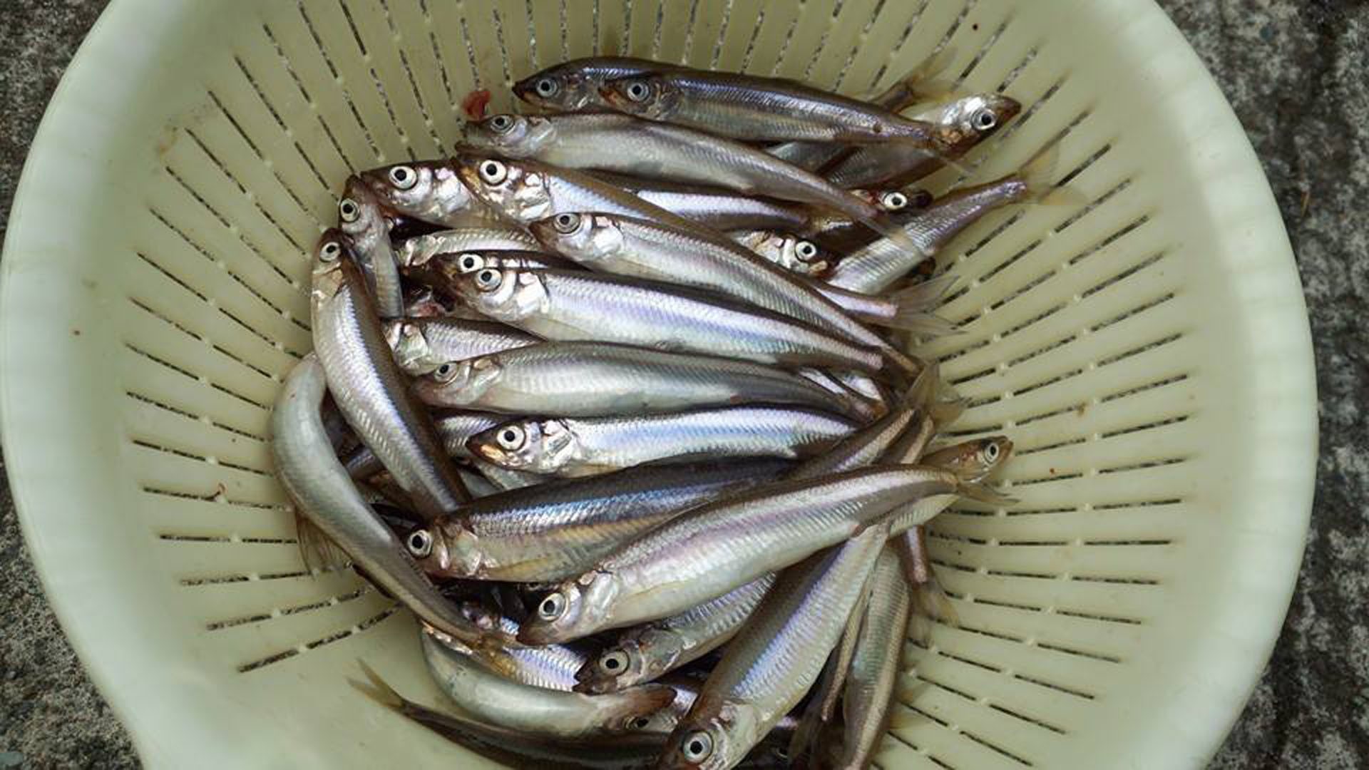 ทะเลสาบอะชิโนะโกะ (ตกปลา Smelt และลิ้มลองเมนูอาหารกลางวันปลา Smelt)