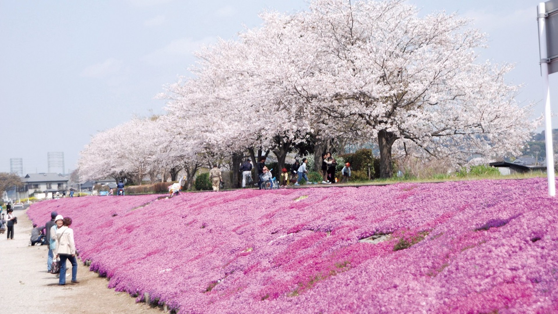 Moss Phlox Line (moss phlox bank)