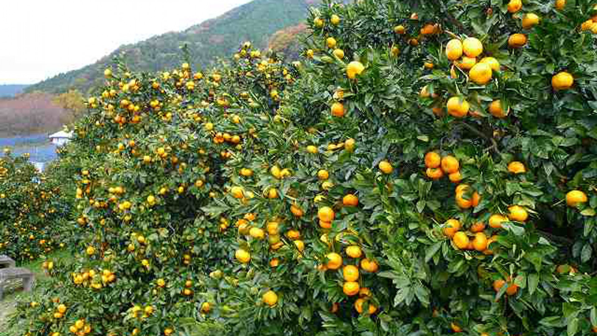 Recogida de naranjas mandarinas Huertos de Naito & Agri Park