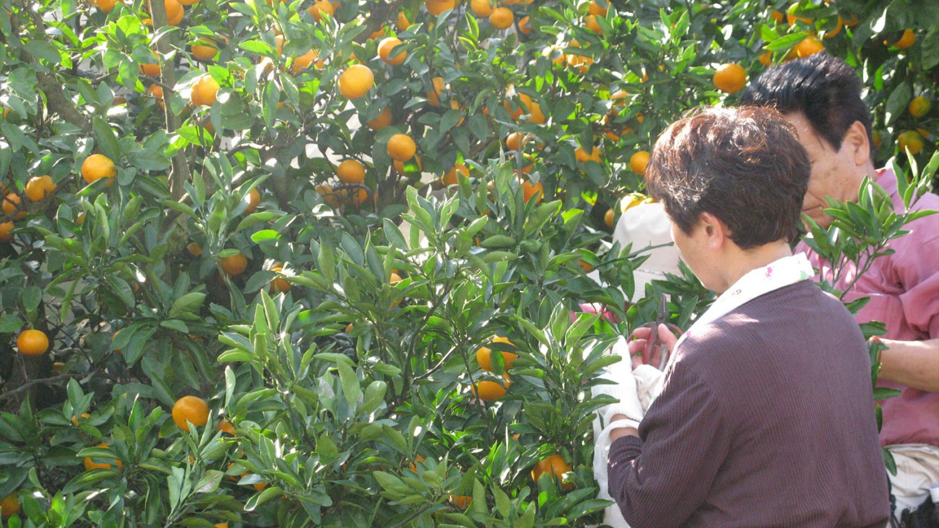 Recolección de mandarinas en Shonan-Ninomiya