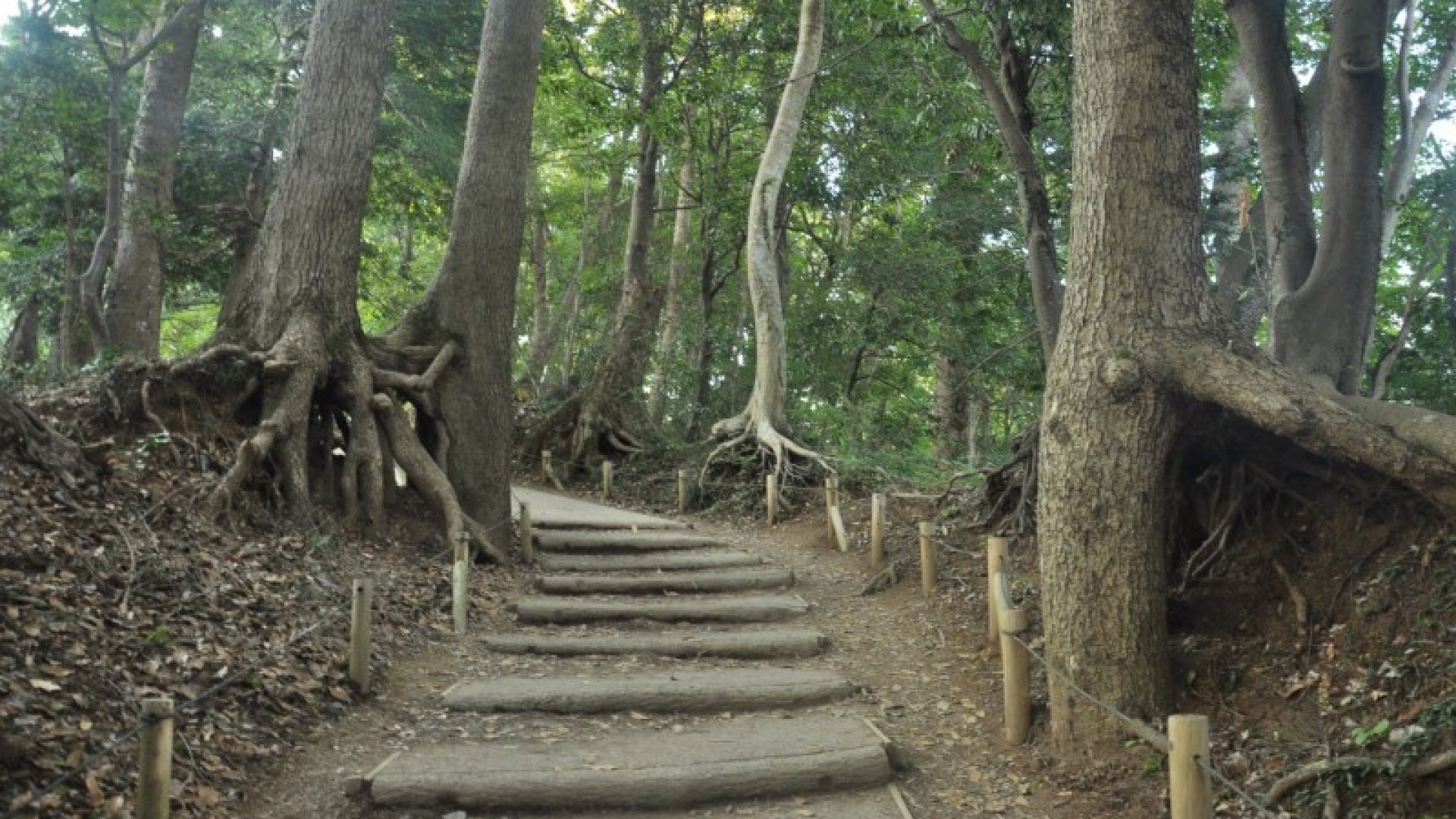 Senderismo en el monte Takao