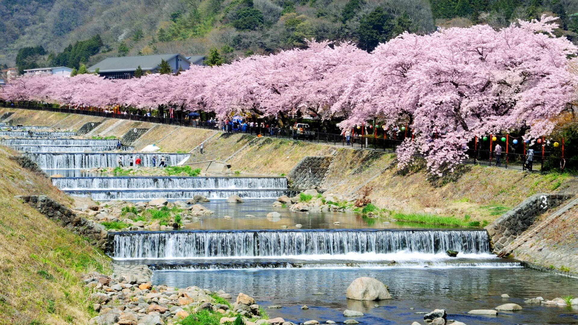 箱根の桜（お花見）