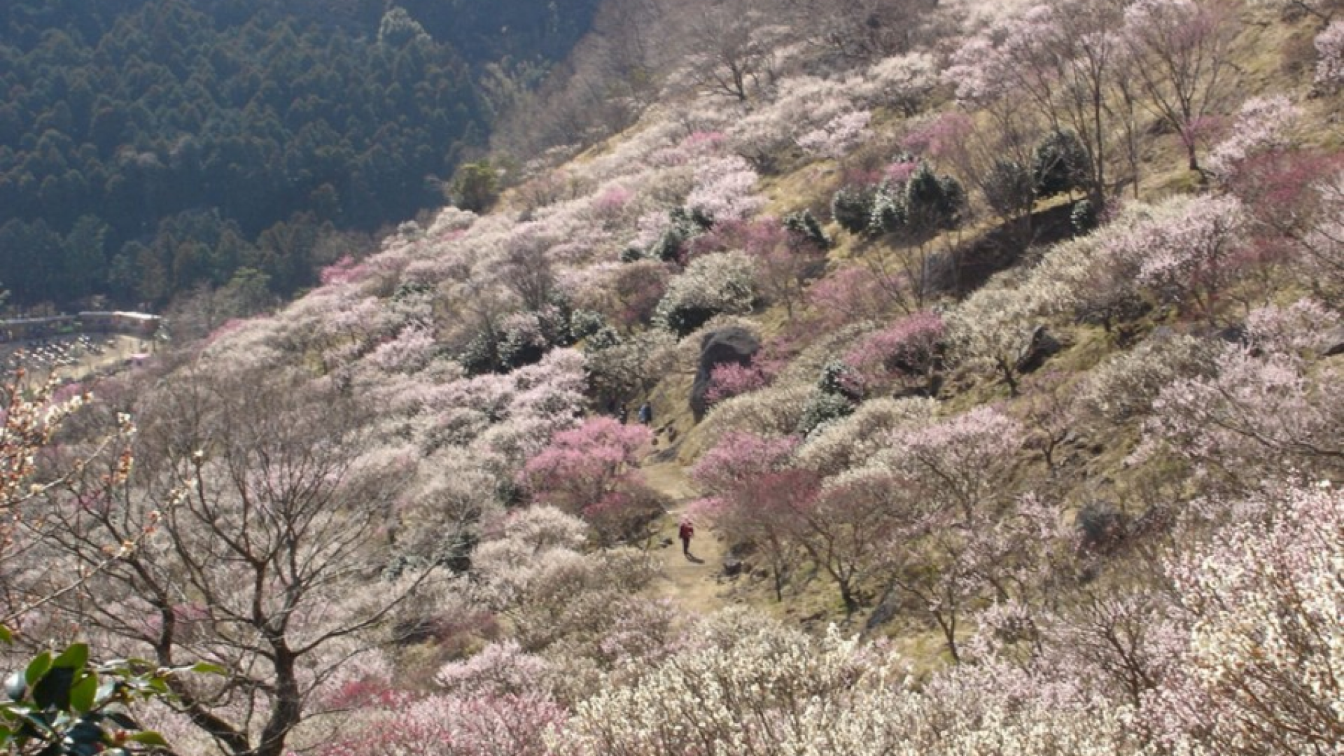 幕山公園