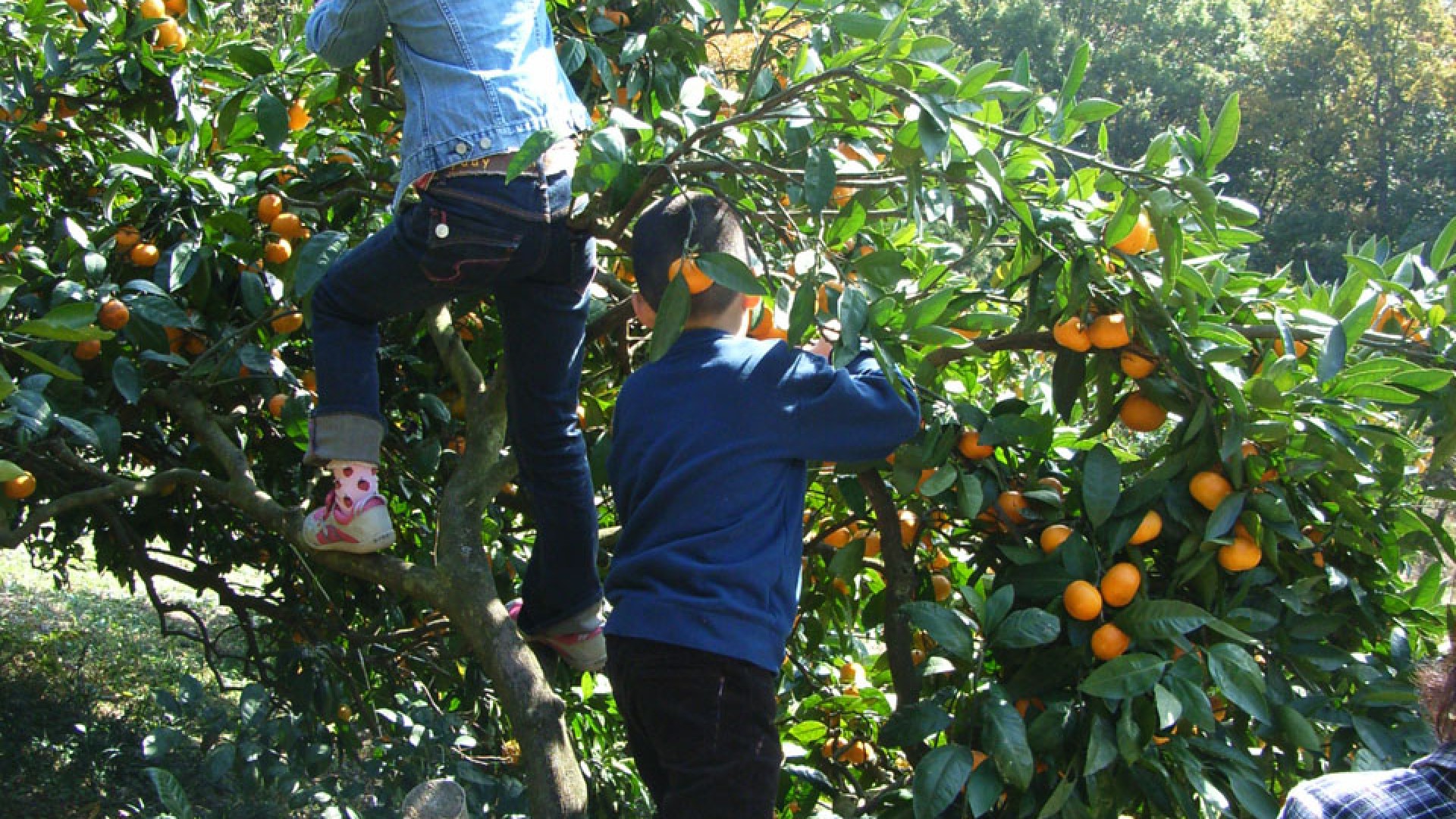 Oiso Fruit Orchard / Mikan picking