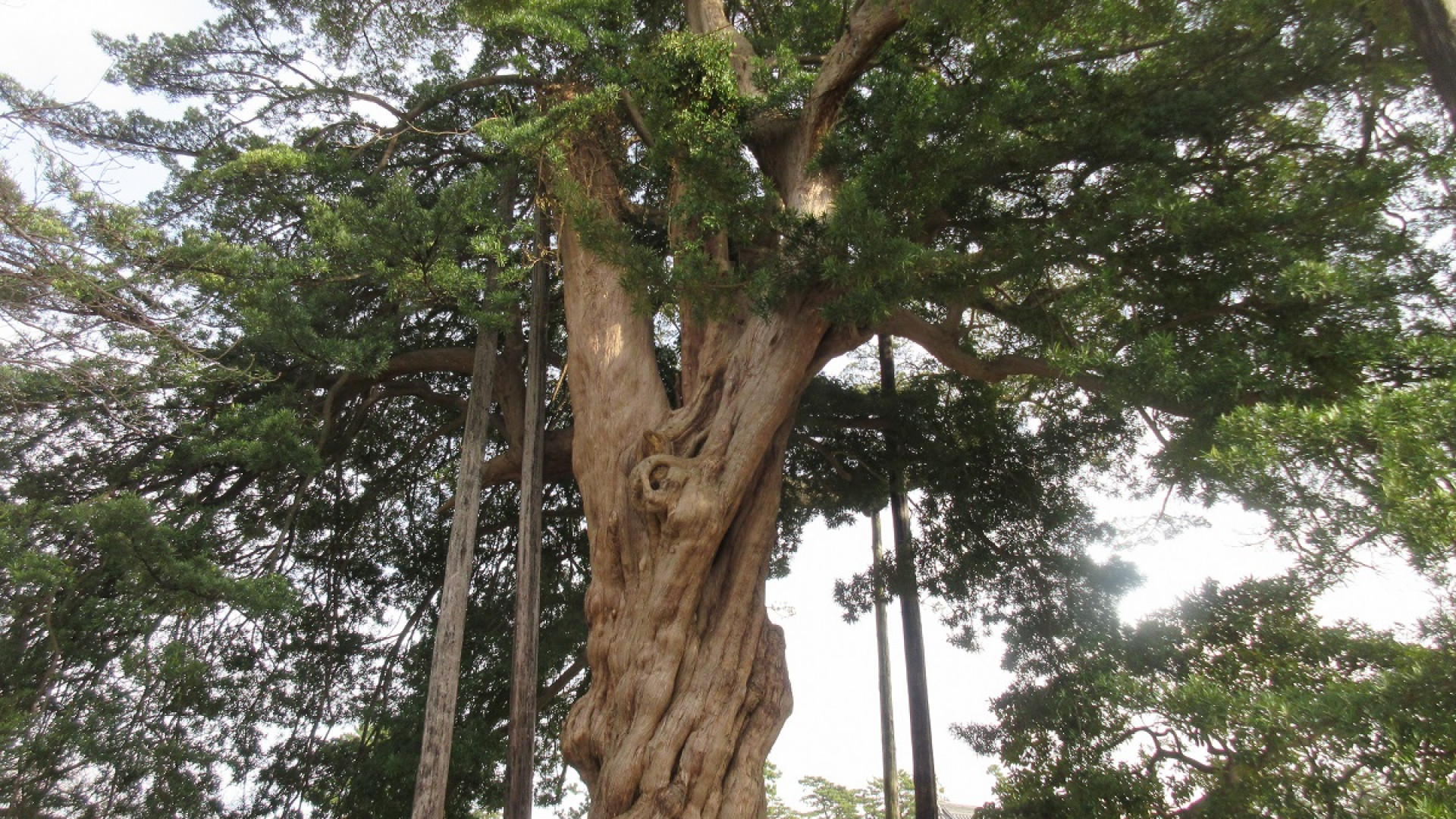 小田原城跡公園・イヌマキの巨木