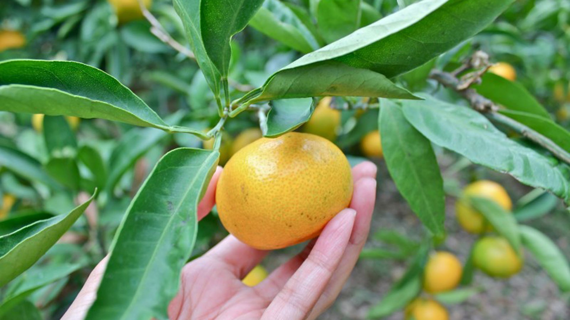 Stadt Miura Mikan-Obstgarten