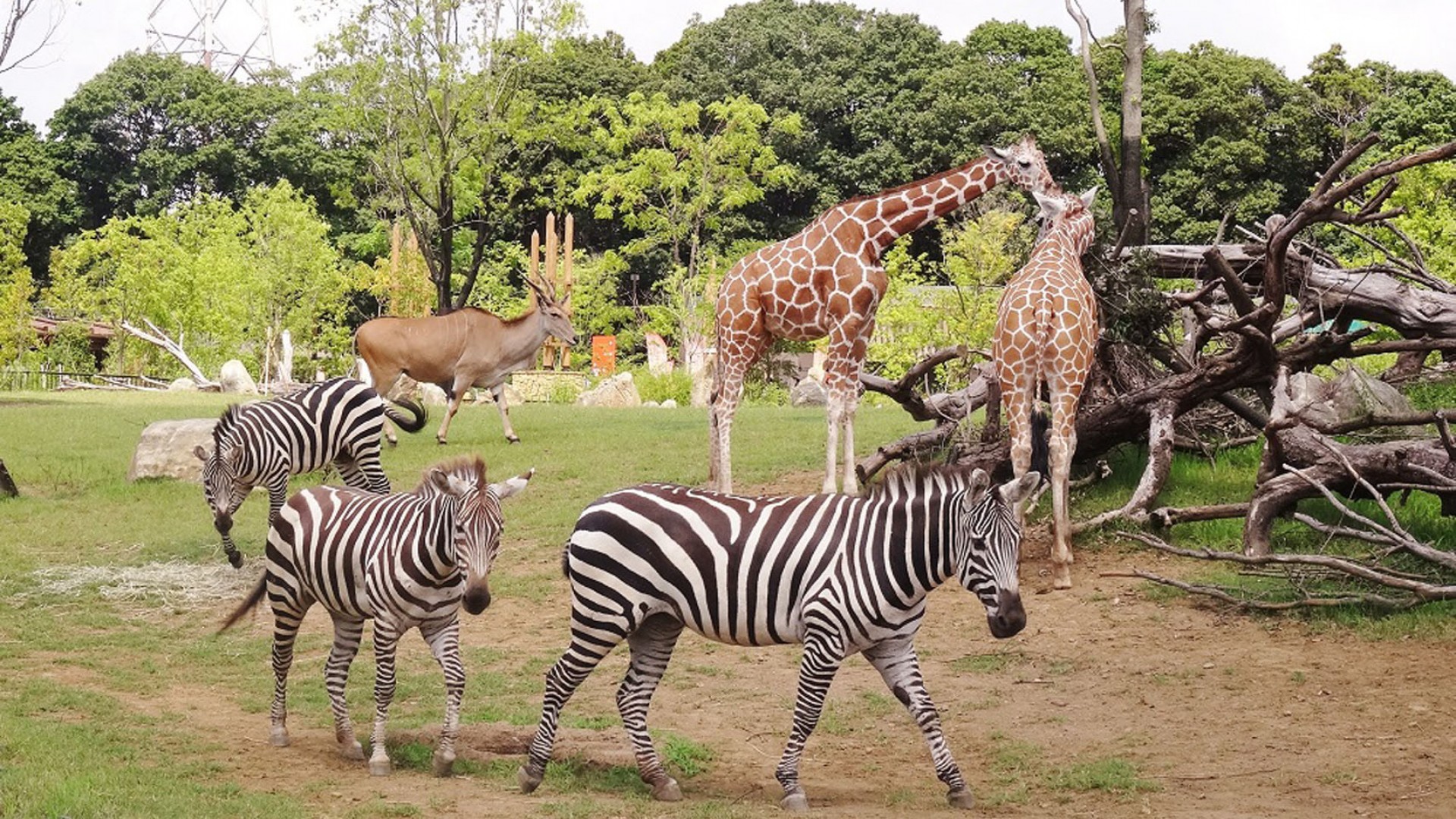 Jardínes zoológicos Zoorasia Yokohama