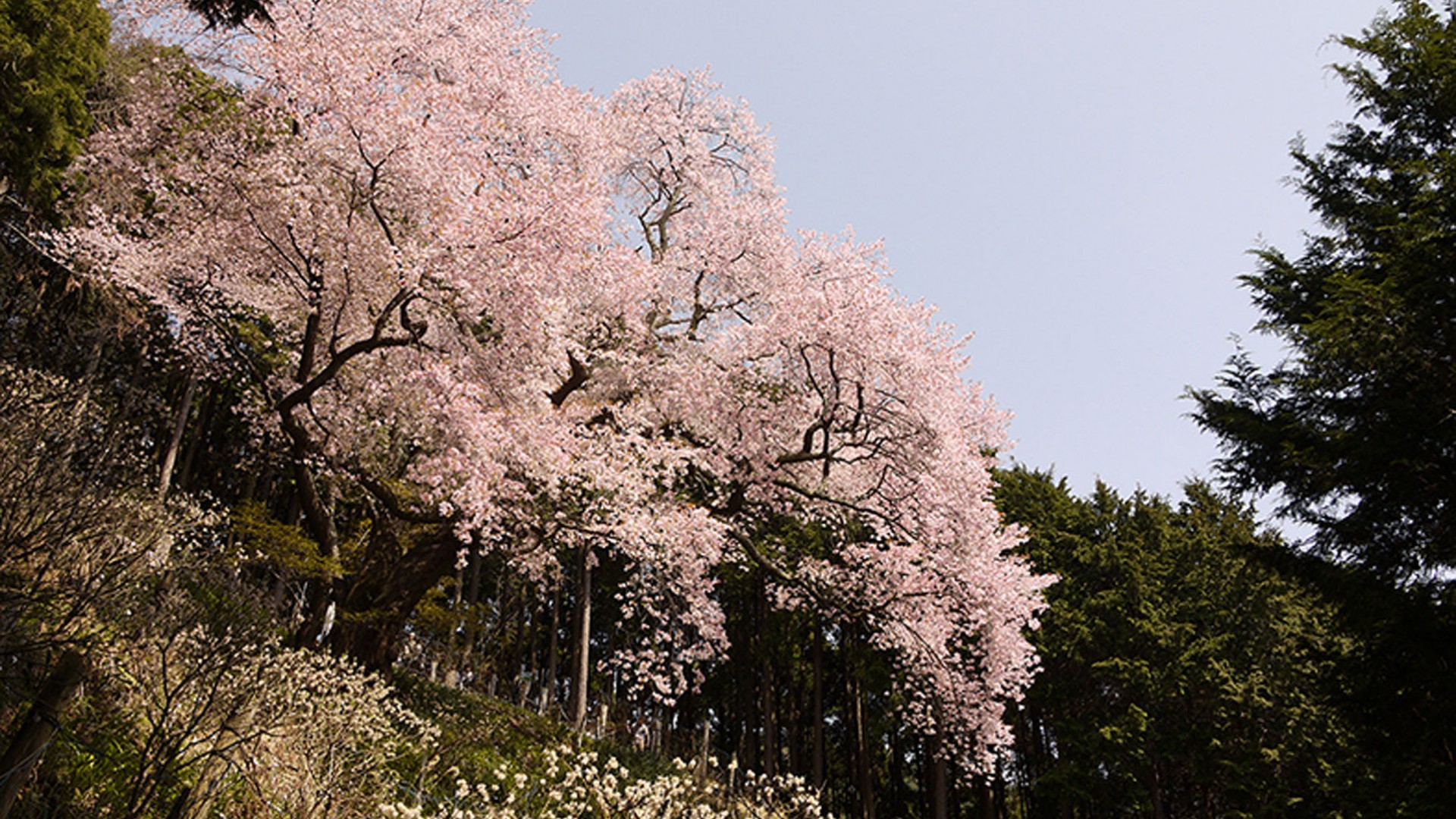 大山桜（お花見）