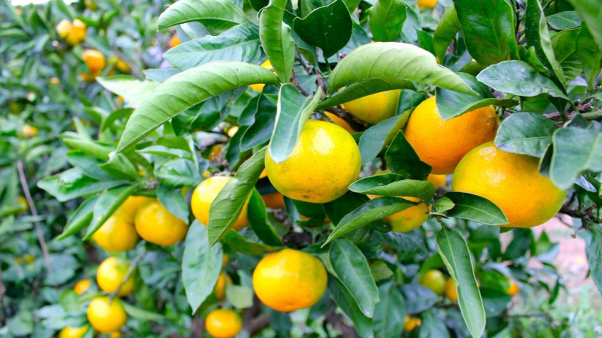Recogida de naranjas mandarinas en Isehara-shi