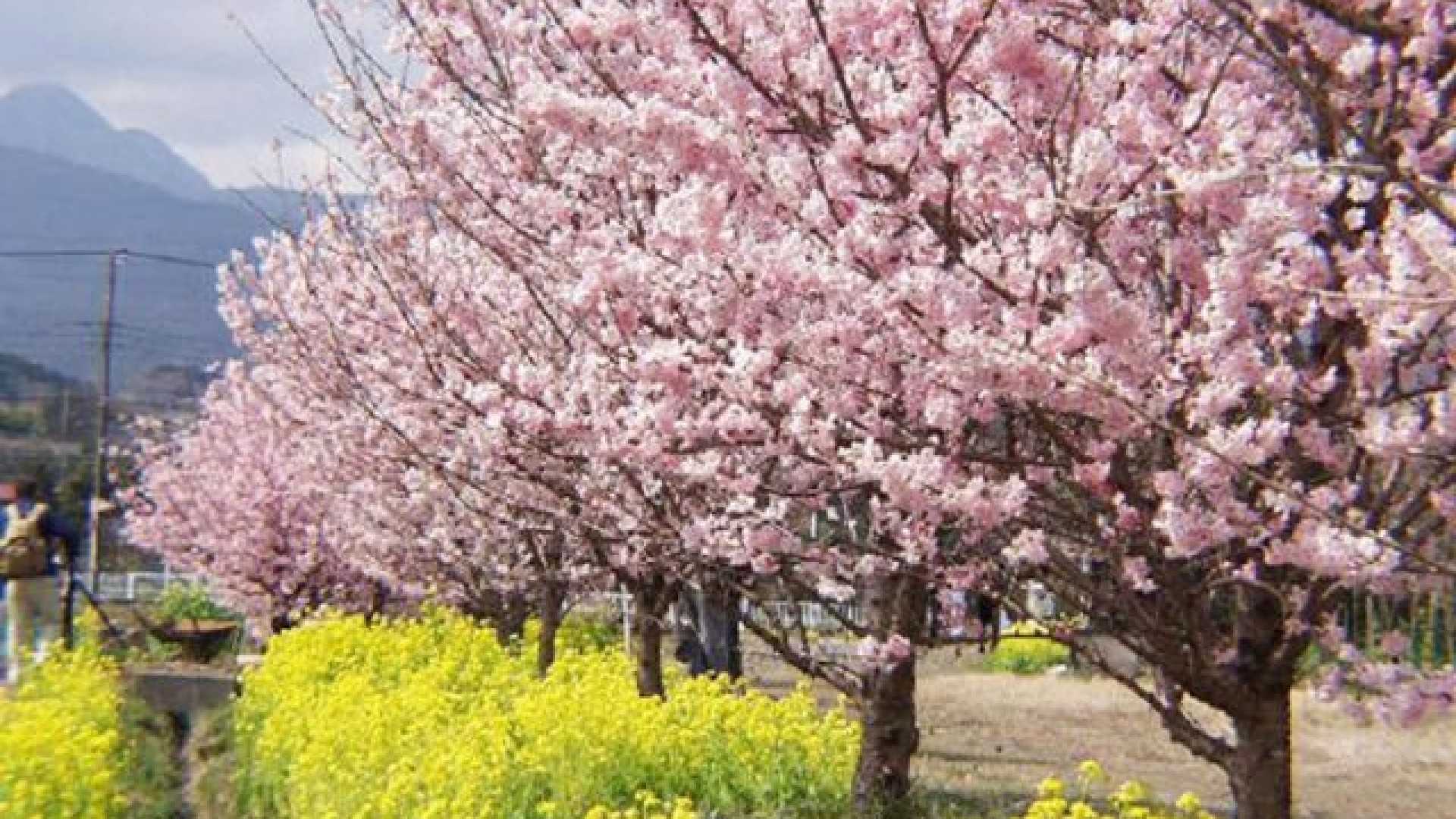 Harukimichi Happy Sakura Festival(cherry blossoms)