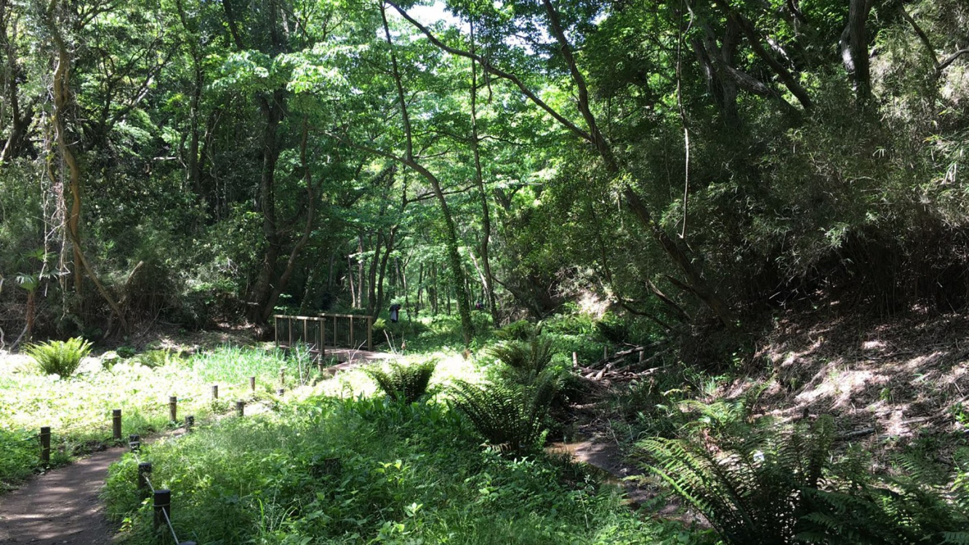 Koajiro Forest