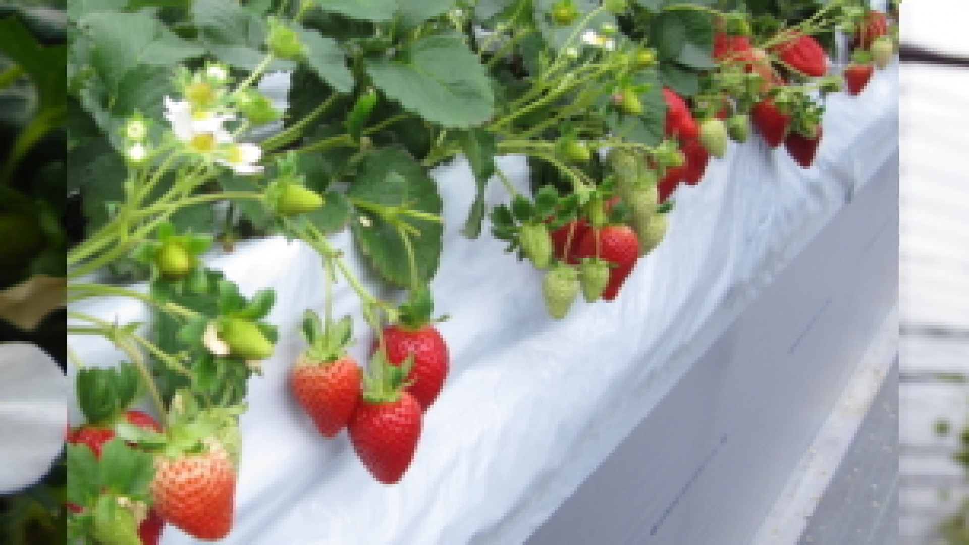 Katano-strawberry farm