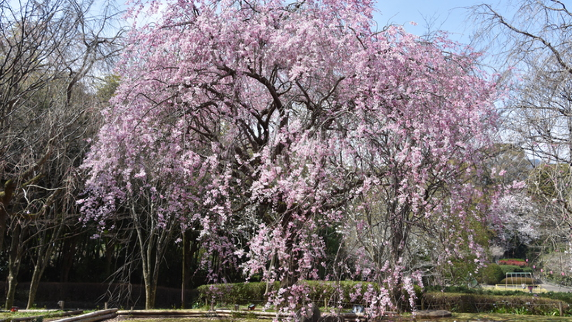 Manazuru Shidarezakura (Kirschblüten)