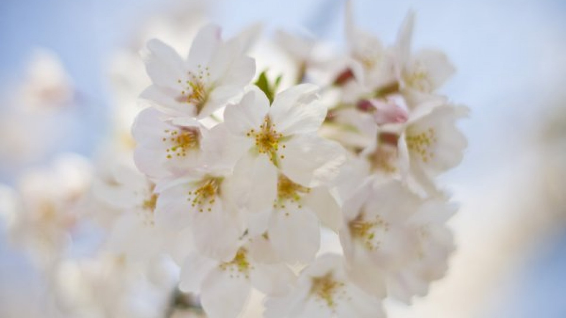 Tsunashima Cherry Blossom Festival
