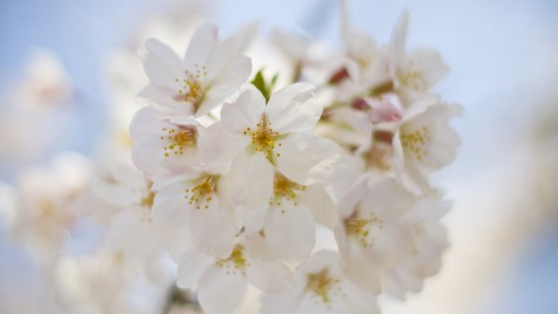 Tsunashima Kirschblüten Festival (Kirschblüten)