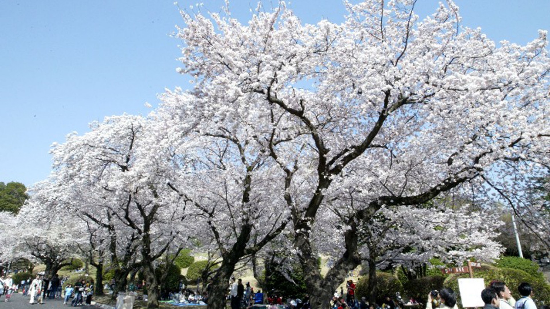 Festival de l'United States Army Camp Zama Sakura (floraison des cerisiers)