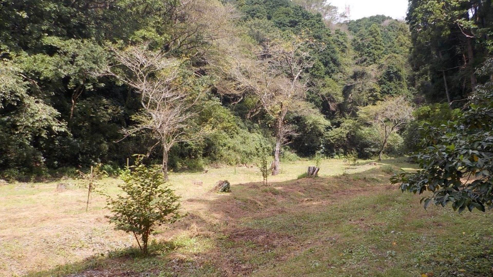 Forêt des citoyens de la ville de Senoue - Jardin Daimaru