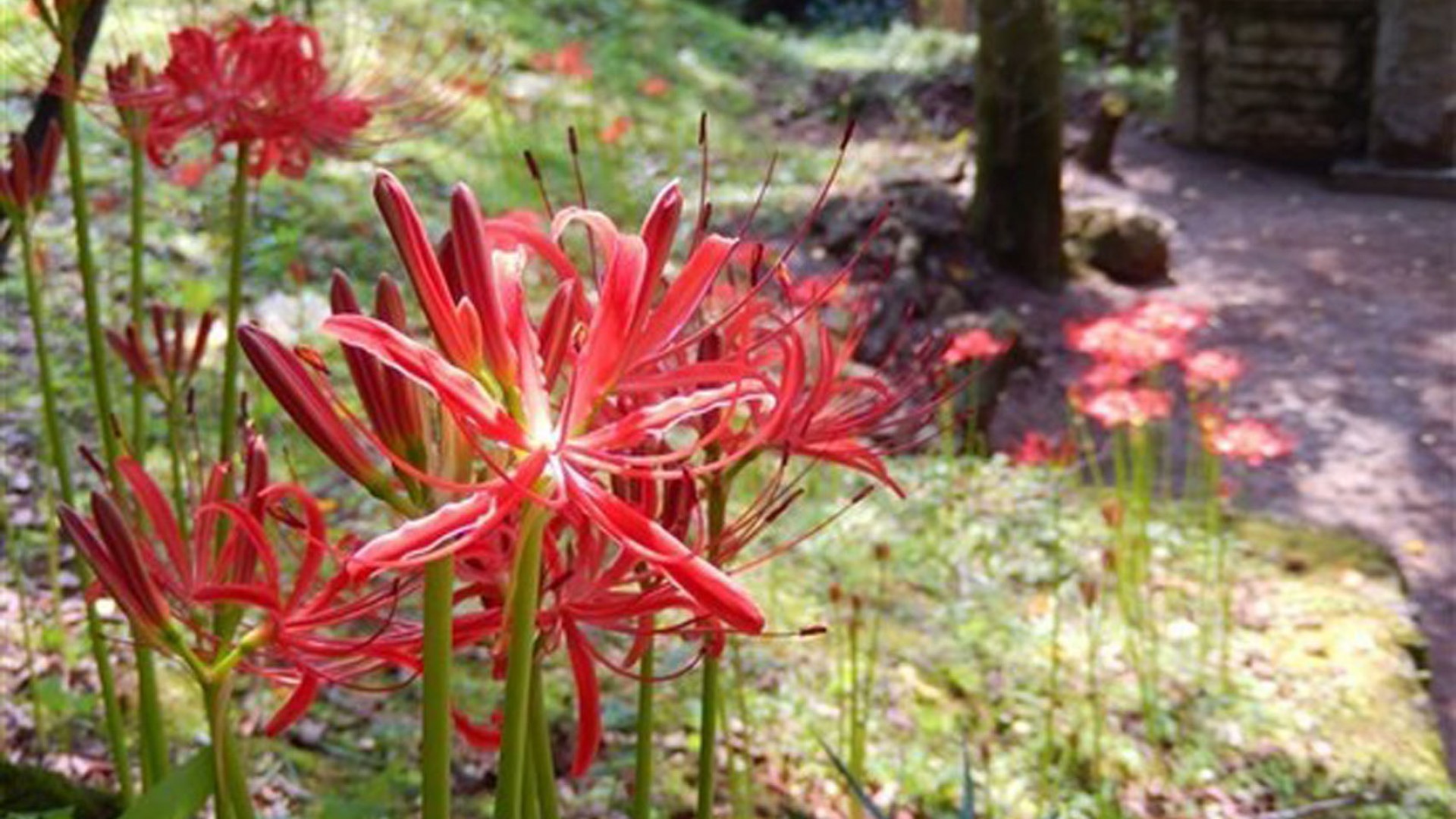 ดอกลิลลี่แมงมุมสีแดงเขตฮินะตะ (งานต่างๆ ในโอะยะมะ)