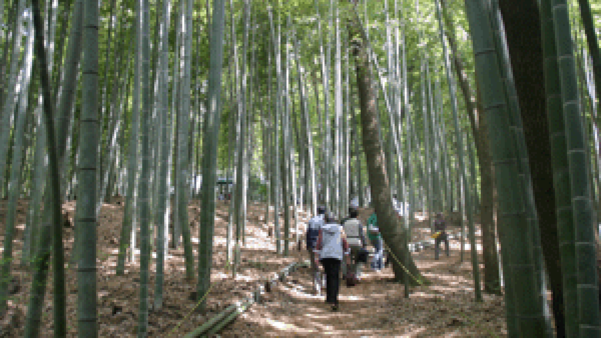 Festival del carbón de bambú de Endo